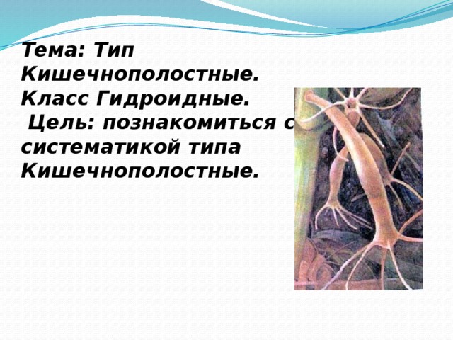 Тема: Тип Кишечнополостные. Класс Гидроидные.  Цель: познакомиться с систематикой типа Кишечнополостные. е.