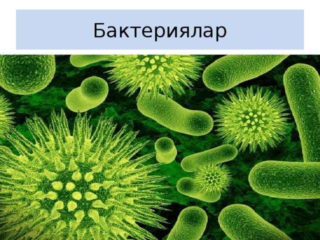 Бактериялар