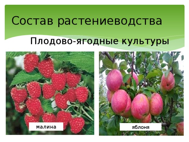 Состав растениеводства Плодово-ягодные культуры малина яблоня