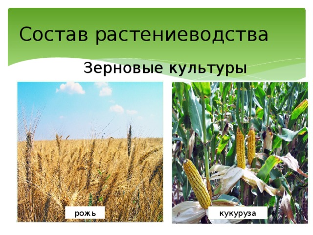 Состав растениеводства Зерновые культуры рожь кукуруза