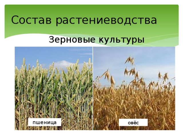 Состав растениеводства Зерновые культуры пшеница овёс