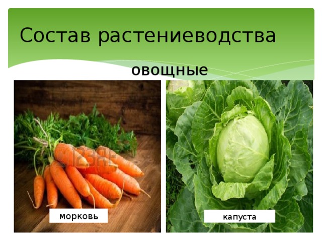 Состав растениеводства овощные морковь капуста
