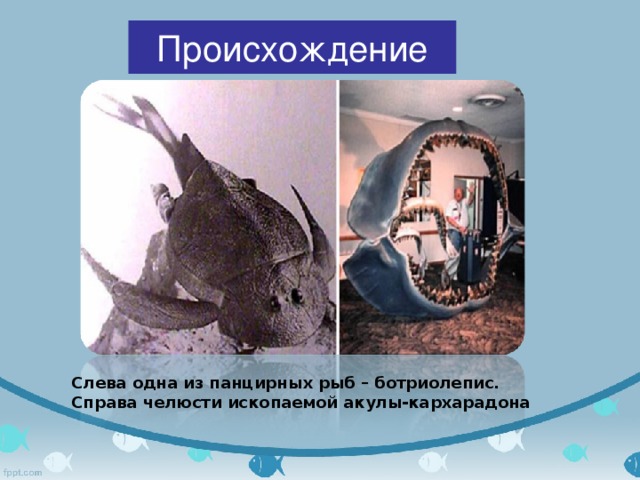Происхождение  Слева одна из панцирных рыб – ботриолепис. Справа челюсти ископаемой акулы-кархарадона