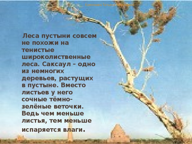 Ермолаева Татьяна Николаевна  Леса пустыни совсем не похожи на тенистые широколиственные леса. Саксаул – одно из немногих деревьев, растущих в пустыне. Вместо листьев у него сочные тёмно-зелёные веточки. Ведь чем меньше листья, тем меньше испаряется влаги .