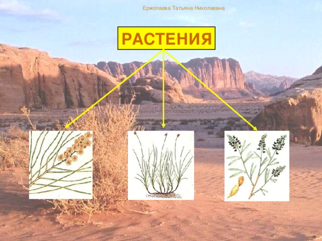 Ермолаева Татьяна Николаевна РАСТЕНИЯ