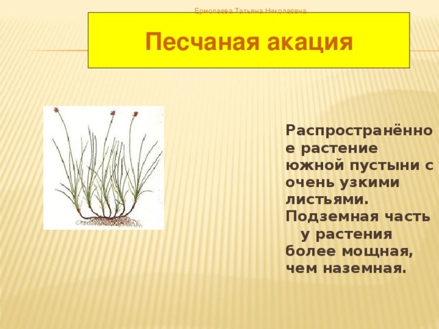 Ермолаева Татьяна Николаевна Песчаная акация  Распространённое растение южной пустыни с очень узкими листьями. Подземная часть у растения более мощная, чем наземная.