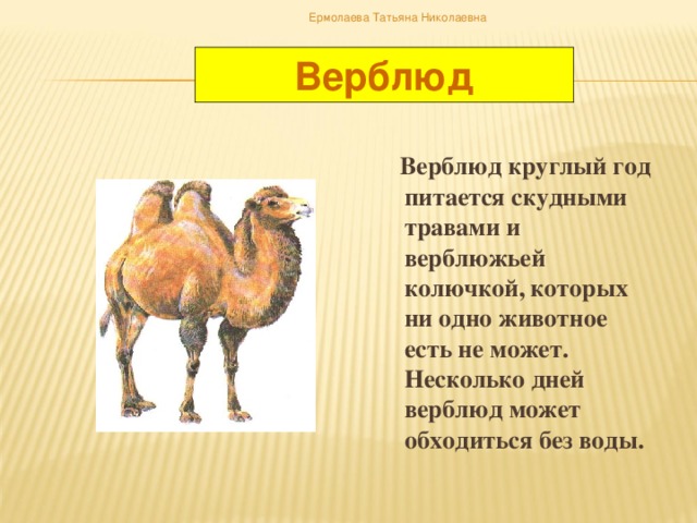 Ермолаева Татьяна Николаевна Верблюд  Верблюд круглый год питается скудными травами и верблюжьей колючкой, которых ни одно животное есть не может. Несколько дней верблюд может обходиться без воды.