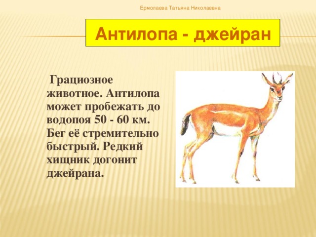 Ермолаева Татьяна Николаевна Антилопа - джейран   Грациозное животное. Антилопа может пробежать до водопоя 50 - 60 км. Бег её стремительно быстрый. Редкий хищник догонит джейрана.