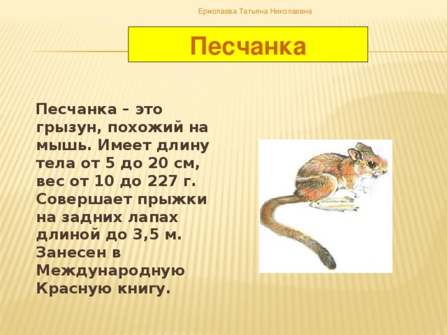 Ермолаева Татьяна Николаевна Песчанка  Песчанка – это грызун, похожий на мышь. Имеет длину тела от 5 до 20 см, вес от 10 до 227 г. Совершает прыжки на задних лапах длиной до 3,5 м. Занесен в Международную Красную книгу.