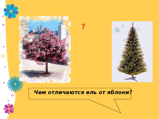 ? Чем отличаются ель от яблони?