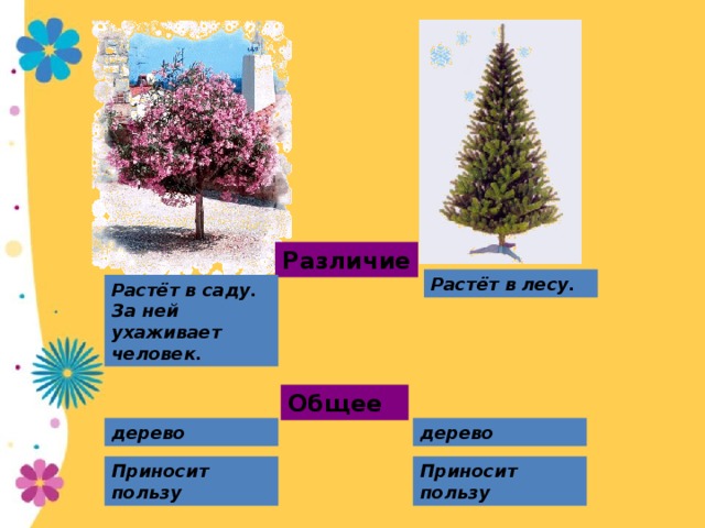 Различие Растёт в лесу. Растёт в саду. За ней ухаживает человек. Общее дерево дерево Приносит пользу Приносит пользу