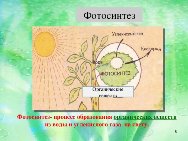 Фотосинтез Органические веществ Фотосинтез- процесс образования органических веществ из воды и углекислого газа на свету.