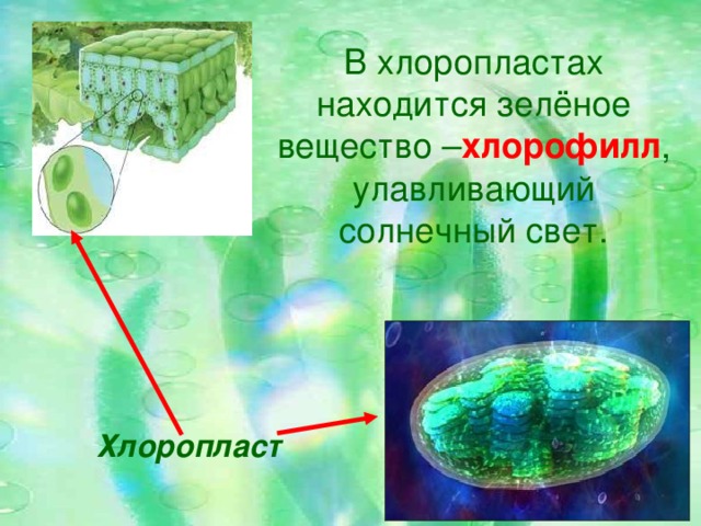 В хлоропластах находится зелёное вещество – хлорофилл , улавливающий солнечный свет. Хлоропласт