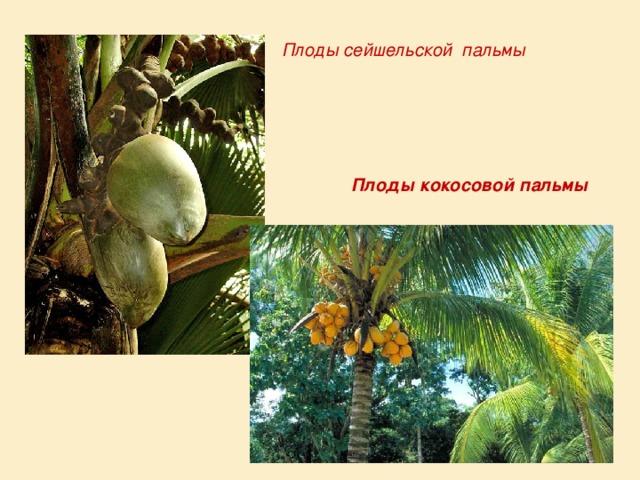 Плоды сейшельской пальмы Плоды кокосовой пальмы