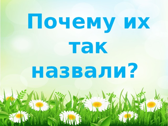 Почему их так назвали?