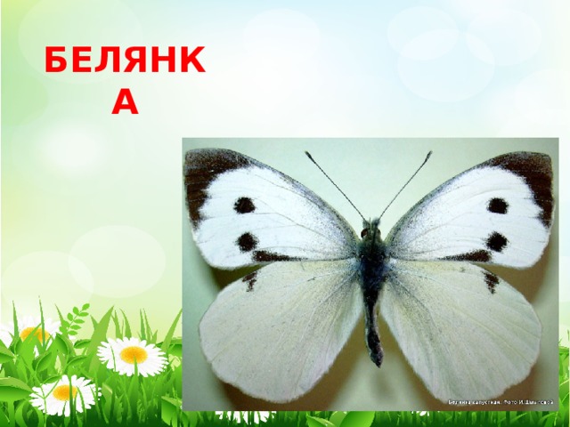 БЕЛЯНКА