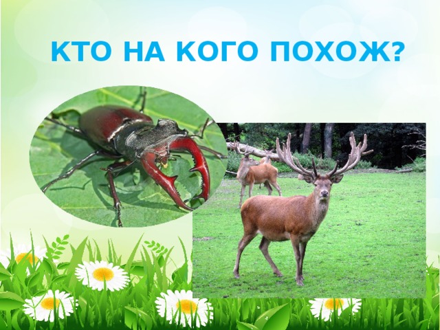 КТО НА КОГО ПОХОЖ?