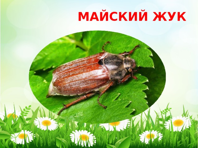 МАЙСКИЙ ЖУК