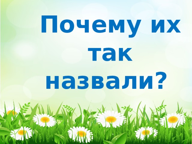 Почему их так назвали?