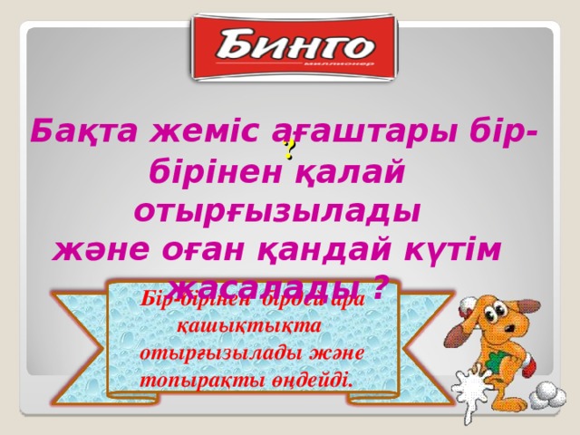 Бақта жеміс ағаштары бір-бірінен қалай отырғызылады және оған қандай күтім жасалады ? ? Бір-бірінен бірдей ара қашықтықта отырғызылады және топырақты өңдейді.