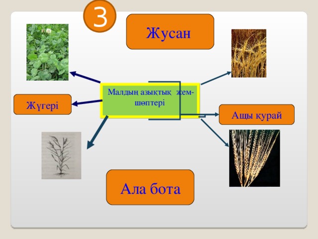 3 Жусан  Малдың азықтық жем-шөптері Жүгері Ащы қурай Ала бота