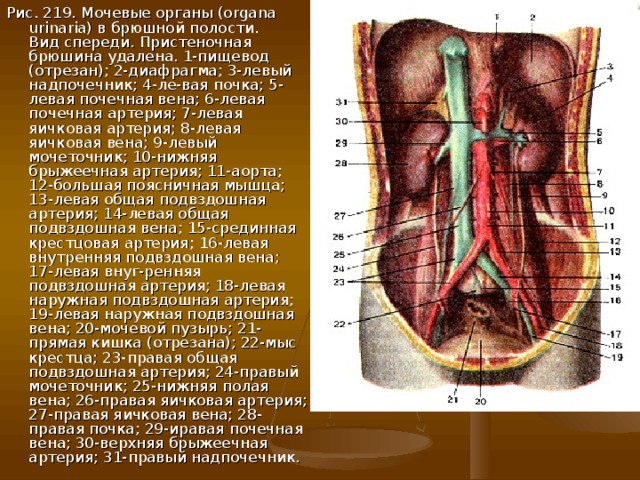Рис. 219. Мочевые органы (organa urinaria) в брюшной полости.  Вид спереди. Пристеночная брюшина удалена. 1-пищевод (отрезан); 2-диафрагма; 3-левый надпочечник; 4-ле-вая почка; 5-левая почечная вена; 6-левая почечная артерия; 7-левая яичковая артерия; 8-левая яичковая вена; 9-левый мочеточник; 10-нижняя брыжеечная артерия; 11-аорта; 12-большая поясничная мышца; 13-левая общая подвздошная артерия; 14-левая общая подвздошная вена; 15-срединная крестцовая артерия; 16-левая внутренняя подвздошная вена; 17-левая внуг-ренняя подвздошная артерия; 18-левая наружная подвздошная артерия; 19-левая наружная подвздошная вена; 20-мочевой пузырь; 21-прямая кишка (отрезана); 22-мыс крестца; 23-правая общая подвздошная артерия; 24-правый мочеточник; 25-нижняя полая вена; 26-правая яичковая артерия; 27-правая яичковая вена; 28-правая почка; 29-иравая почечная вена; 30-верхняя брыжеечная артерия; 31-правый надпочечник.