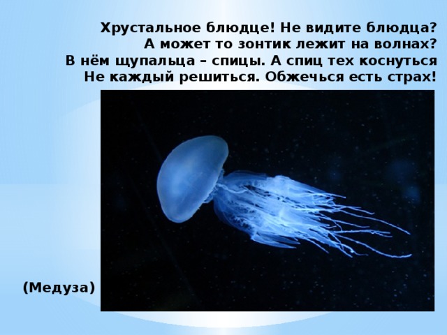 Хрустальное блюдце! Не видите блюдца?  А может то зонтик лежит на волнах?  В нём щупальца – спицы. А спиц тех коснуться  Не каждый решиться. Обжечься есть страх!           (Медуза)