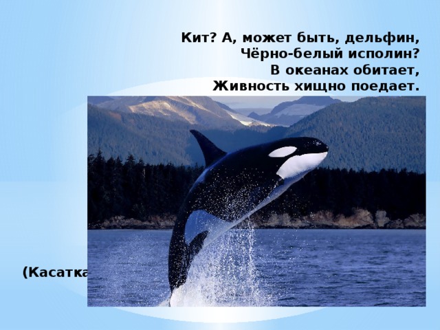 Кит? А, может быть, дельфин,  Чёрно-белый исполин?  В океанах обитает,  Живность хищно поедает.          (Касатка)