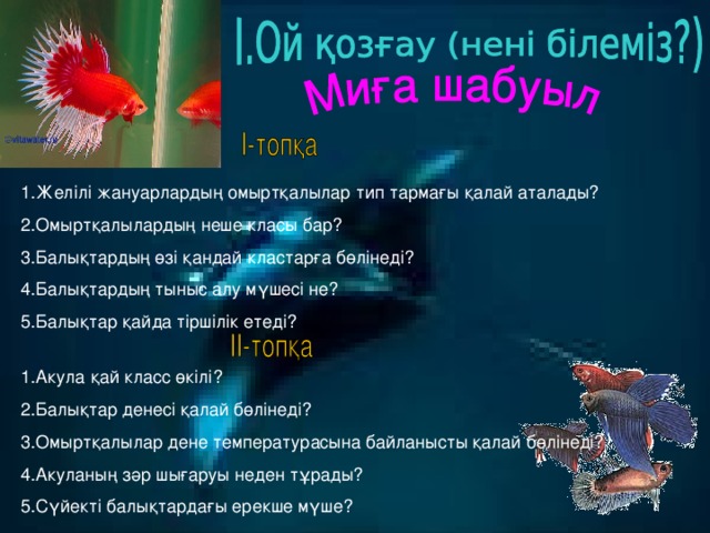 1.Желілі жануарлардың омыртқалылар тип тармағы қалай аталады? 2.Омыртқалылардың неше класы бар? 3.Балықтардың өзі қандай кластарға бөлінеді? 4.Балықтардың тыныс алу мүшесі не? 5.Балықтар қайда тіршілік етеді? 1.Акула қай класс өкілі? 2.Балықтар денесі қалай бөлінеді? 3.Омыртқалылар дене температурасына байланысты қалай бөлінеді? 4.Акуланың зәр шығаруы неден тұрады? 5.Сүйекті балықтардағы ерекше мүше?