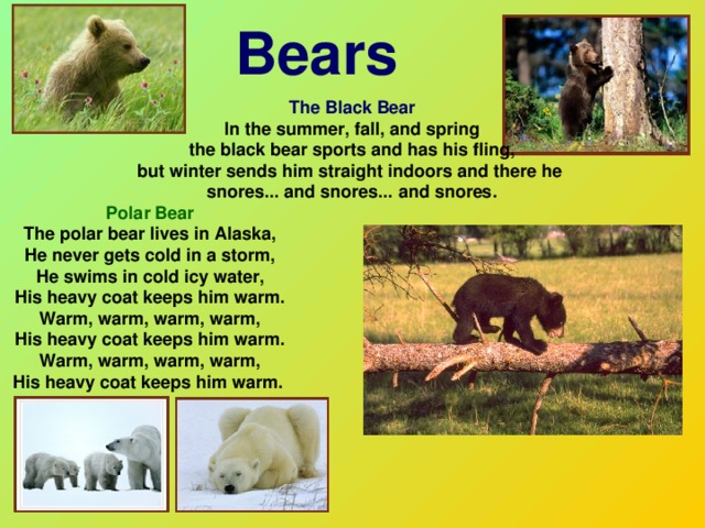 Bears The Black Bear In the summer, fall, and spring  the black bear sports and has his fling,  but winter sends him straight indoors and there he  snores... and snores... and snores. Polar Bear The polar bear lives in Alaska,  He never gets cold in a storm,  He swims in cold icy water,  His heavy coat keeps him warm.  Warm, warm, warm, warm,  His heavy coat keeps him warm.  Warm, warm, warm, warm,  His heavy coat keeps him warm.