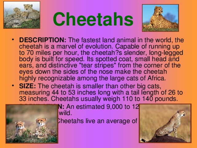 Cheetah s