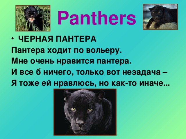 Panthers ЧЕРНАЯ ПАНТЕРА Пантера ходит по вольеру. Мне очень нравится пантера. И все б ничего, только вот незадача – Я тоже ей нравлюсь, но как-то иначе...