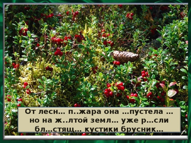 От лесн… п..жара она …пустела … но на ж..лтой земл… уже р…сли бл…стящ… кустики брусник…