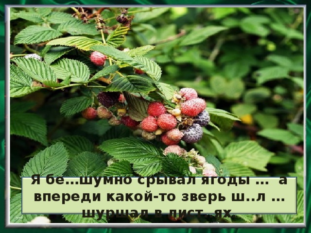 Я бе…шумно срывал ягоды … а впереди какой-то зверь ш..л … шуршал в лист..ях.