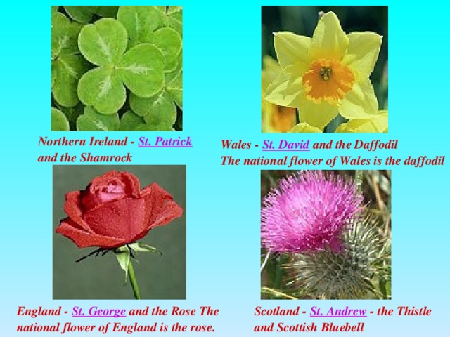 Northern Ireland - St. Patrick and the Shamrock Wales - St. David and the Daffodil  The national flower of Wales is the daffodil Scotland - St. Andrew - the Thistle and Scottish Bluebell England - St. George and the Rose The national flower of England is the rose.