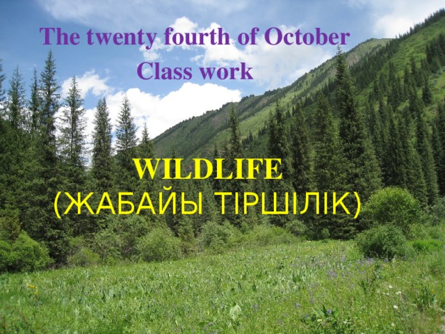 The twenty fourth of October Class work  Wildlife   (Жабайы тіршілік)