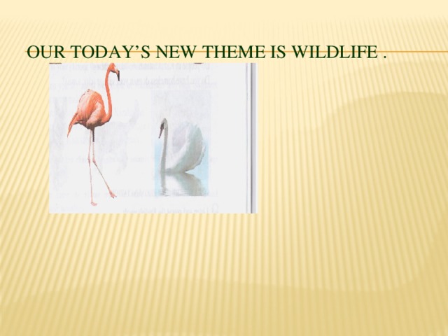 Our today’s new theme is wildlife .