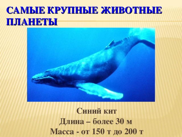 САМЫЕ КРУПНЫЕ ЖИВОТНЫЕ ПЛАНЕТЫ  Синий кит Длина – более 30 м Масса - от 150 т до 200 т