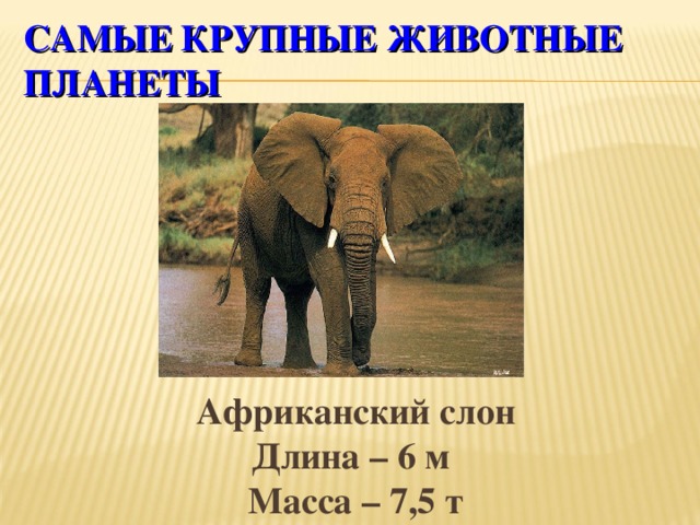 САМЫЕ КРУПНЫЕ ЖИВОТНЫЕ ПЛАНЕТЫ  Африканский слон Длина – 6 м Масса – 7,5 т