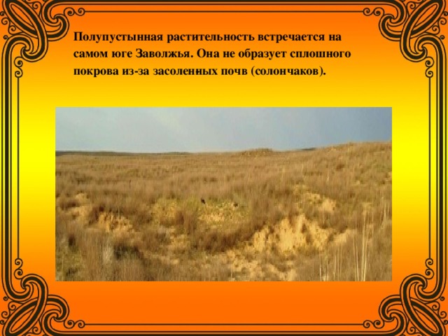 Полупустынная растительность встречается на самом юге Заволжья. Она не образует сплошного покрова из-за засолен­ных почв (солончаков).