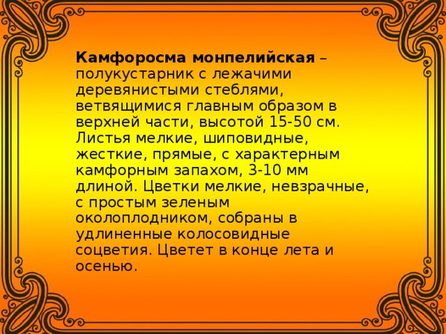 Камфоросма монпелийская  – полукустарник с лежачими деревянистыми стеблями, ветвящимися главным образом в верхней части, высотой 15-50 см. Листья мелкие, шиповидные, жесткие, прямые, с характерным камфорным запахом, 3-10 мм длиной. Цветки мелкие, невзрачные, с простым зеленым околоплодником, собраны в удлиненные колосовидные соцветия. Цветет в конце лета и осенью.