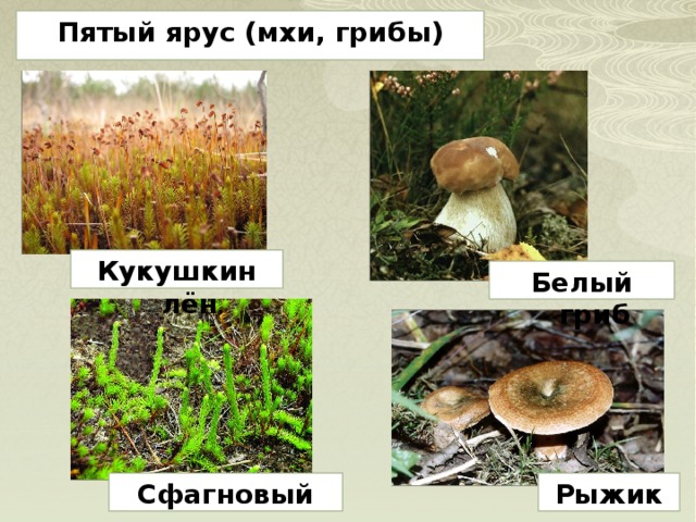 Пятый ярус (мхи, грибы) Кукушкин лён Белый гриб Сфагновый мох Рыжик