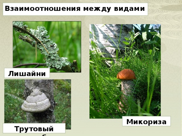 Взаимоотношения между видами Лишайник Микориза Трутовый гриб