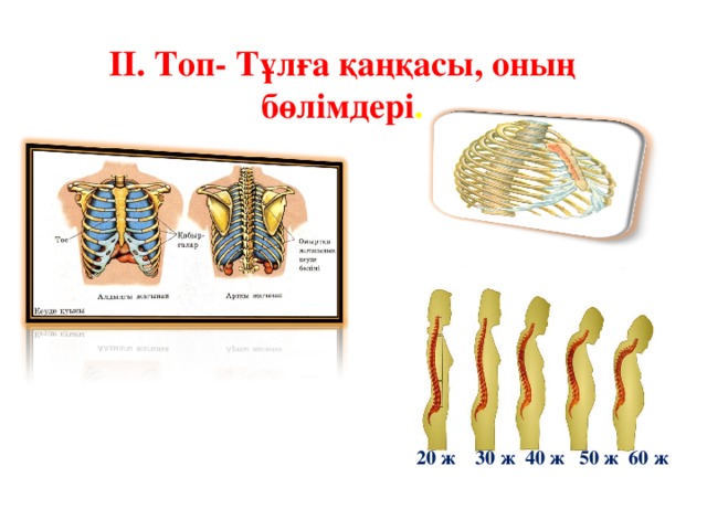 ІІ. Топ- Тұлға қаңқасы, оның бөлімдері .  20 ж 30 ж 40 ж 50 ж 60 ж