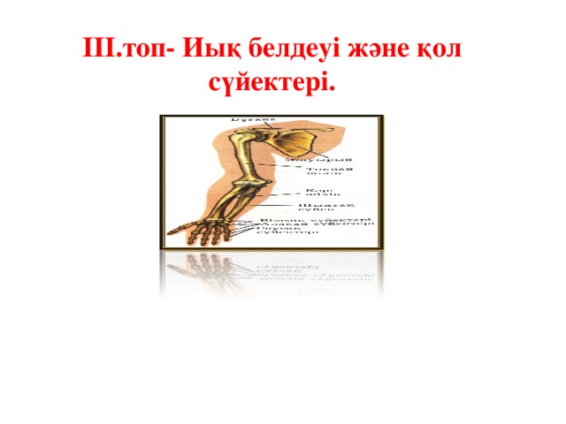 ІІІ.топ- Иық белдеуі және қол сүйектері.