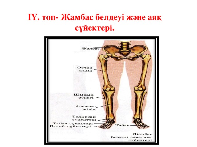 І Y . топ- Жамбас белдеуі және аяқ сүйектері.