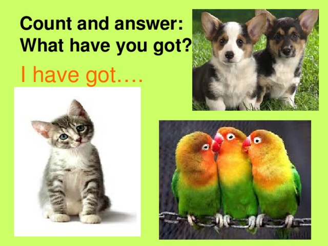 Count and answer:  What have you got?  I have got….