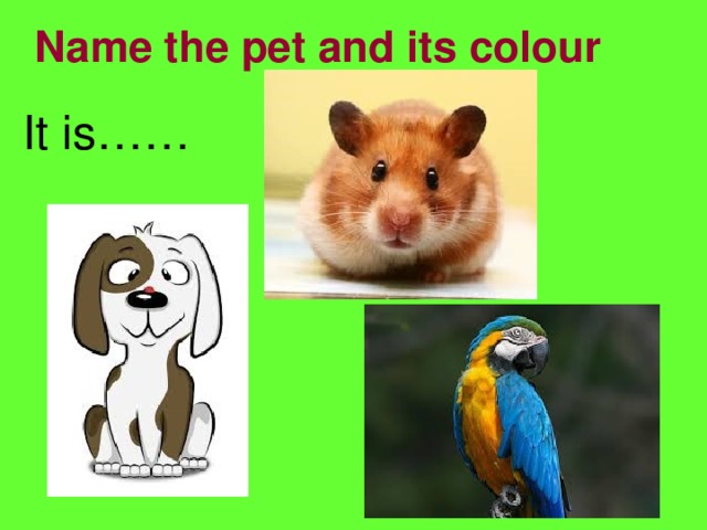 Name the pet and its colour It is……