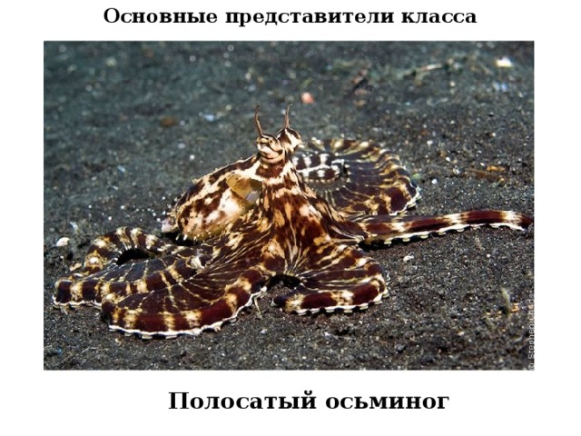 Основные представители класса Полосатый осьминог
