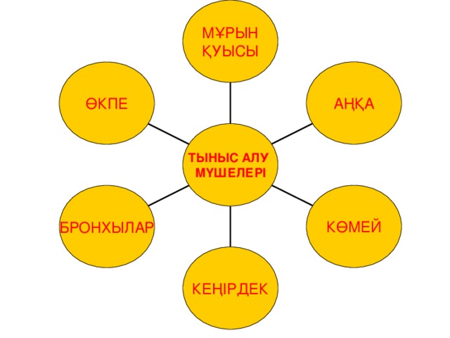 МҰРЫН ҚУЫСЫ АҢҚА ӨКПЕ ТЫНЫС АЛУ МҮШЕЛЕРІ КӨМЕЙ БРОНХЫЛАР КЕҢІРДЕК